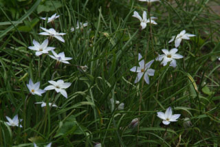 Ipheion uniflorumOude wijfjes bestellen